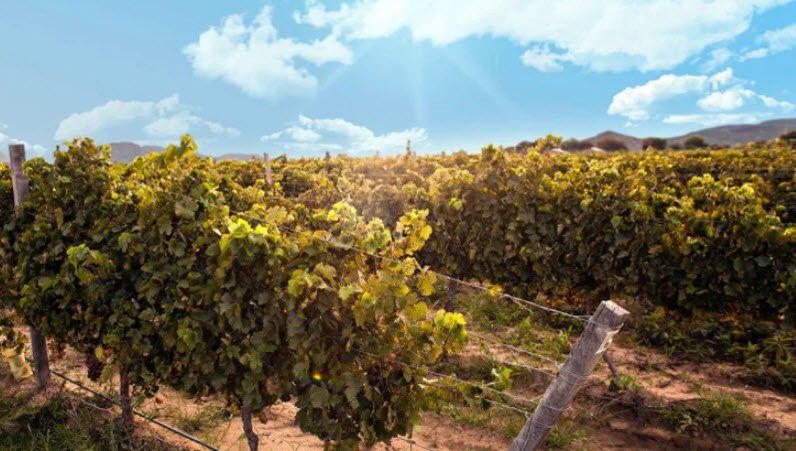 Tarija Wine Route, Tarija Department, Bolivia